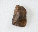 Ceratopsid Tooth - Judith River #17658-2